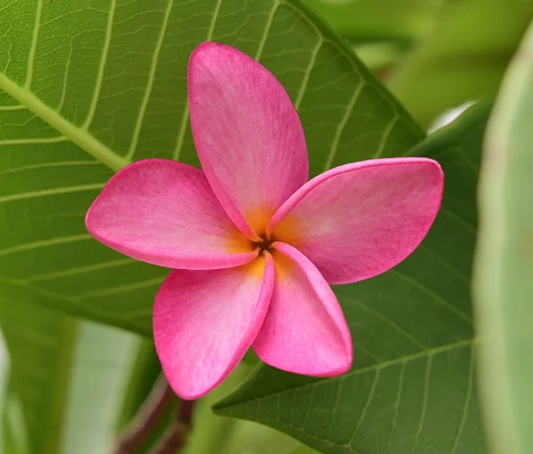 Closeup Pink frangipani flowers — Stock Photo, Image