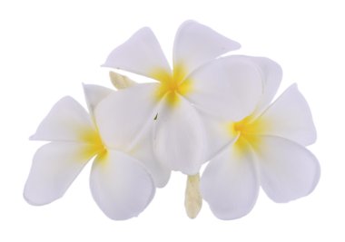 Beyaz arka plan üzerinde izole Plumeria