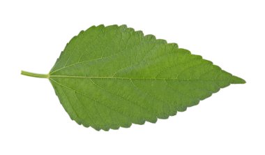 Beyaz arka plan üzerinde izole ısırgan yaprağı