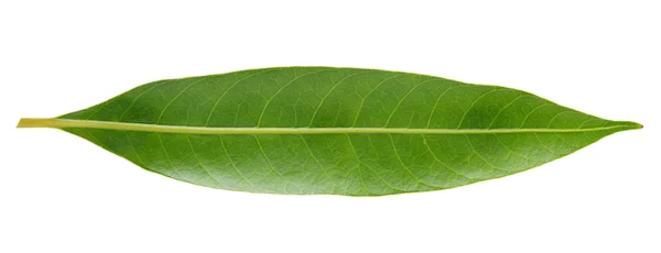 Листя солодкий Маріан тайський плід сливи ізольовані на білому тлі — стокове фото