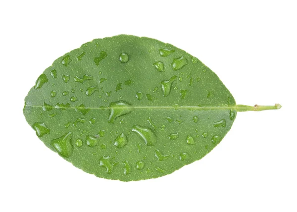 Hoja de limón aislada sobre fondo blanco —  Fotos de Stock