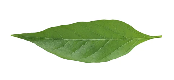 Листья перца чили на белом фоне — стоковое фото