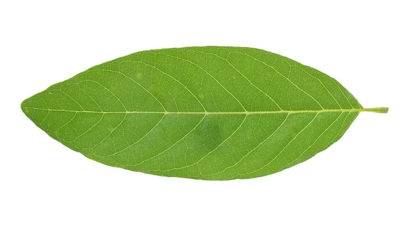 Custard Apple leaf isolated on white background — Stock Photo, Image