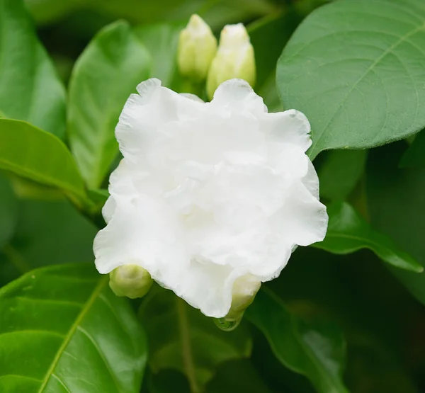 白いジャスミンの花背景 — ストック写真