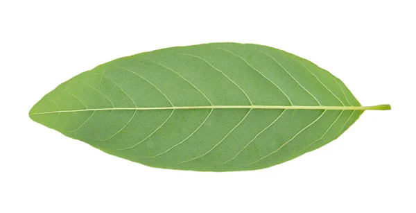 Custard Apple leaf isolated on white background — Stock Photo, Image