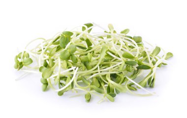 yeşil genç ayçiçeği filizleri beyaz arka planda izole edilmiş.