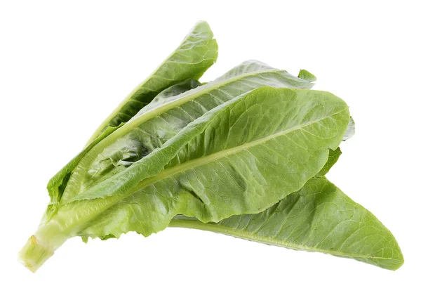 Fresh cos (lettuce) on white background — Stock Photo, Image