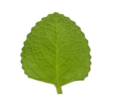 Ülke hodan otlar şifalı properti ile beyaz arka plan üzerinde