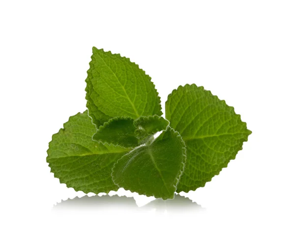 Country Borage on white background,Herbs with medicinal properti — Stock Photo, Image