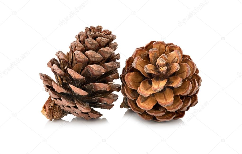 cones various coniferous trees isolated on white