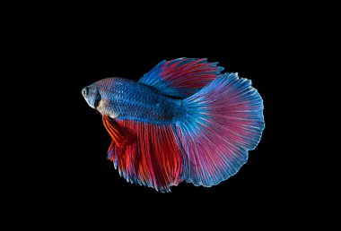 Siyah arka planda savaşan balıklar. Beta balığı.