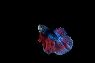 Siyah arka planda savaşan balıklar. Beta balığı.