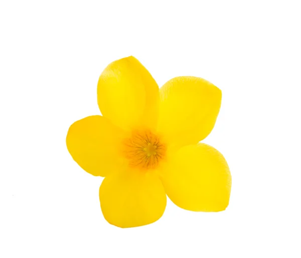 Sárga virág fehér háttér — Stock Fotó
