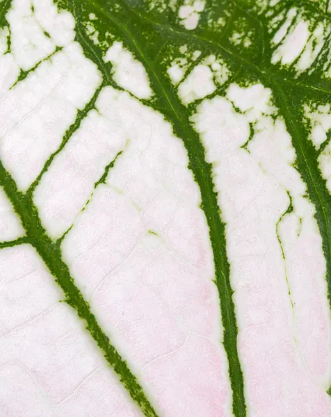 ニシキイモの葉の背景 — ストック写真