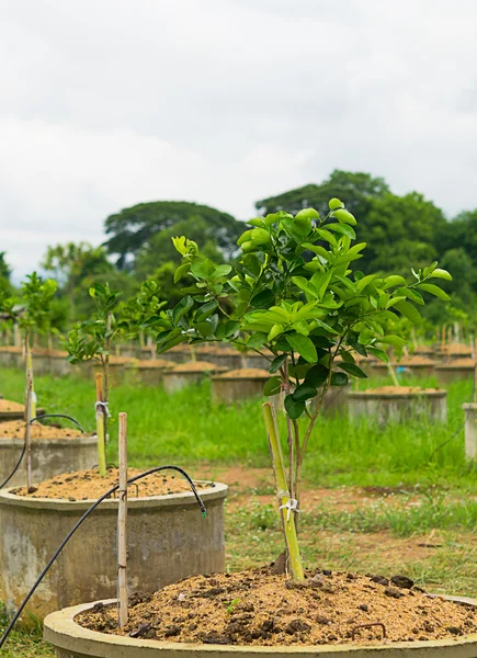 Lemon Trees Plantation.Growing limão — Fotografia de Stock