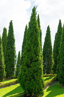 dağlarda güzel çam ağaçları