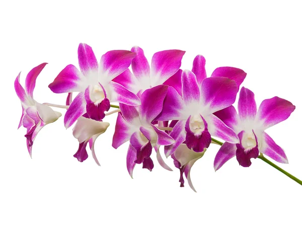 Розовый цветок орхидеи, выделенный на белом фоне — стоковое фото