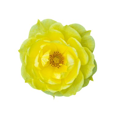 Sarı Gül doğa arka plan