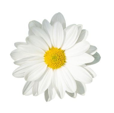 papatya çiçekleri arka plan