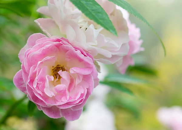 Rosa de fadas rosa — Fotografia de Stock