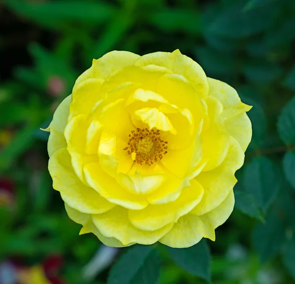 Amarelo rosa natureza fundo — Fotografia de Stock