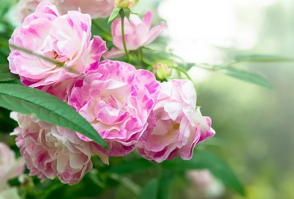 Pink Fairy Rose — Stock Photo, Image