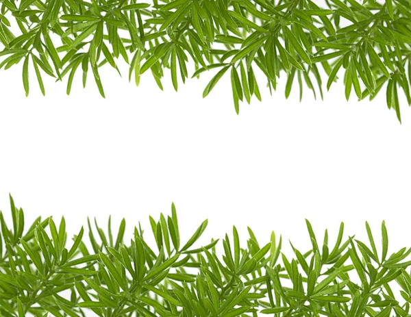 Folhas verdes no fundo branco — Fotografia de Stock