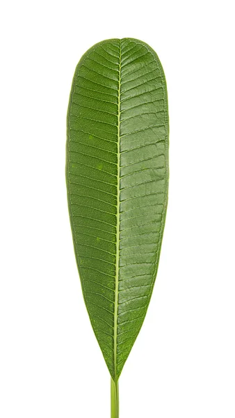 Leaves on white background — Stock Photo, Image