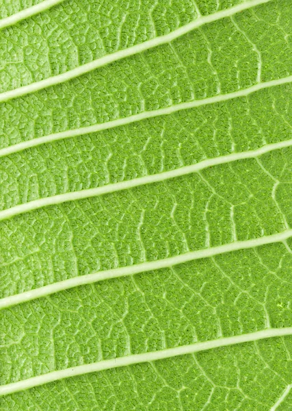 Closeup leaf texture,nature background — Stock Photo, Image