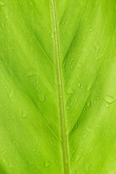 Foglia verde e rugiada — Foto Stock