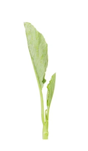 Brócoli chino sobre fondo blanco —  Fotos de Stock