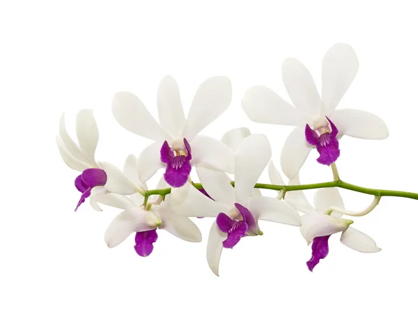 Крупный план цветка орхидеи на белом фоне — стоковое фото