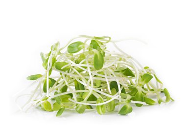 yeşil genç ayçiçeği filizleri beyaz arka planda izole edilmiş.