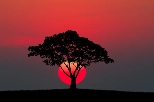 Silhouette eines Baumes und einer Wiese mit Sonnenuntergang Stockbild