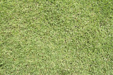 Yeşil Çimen Alanı.