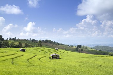 Pirinç alan Chiang Mai, Tayland