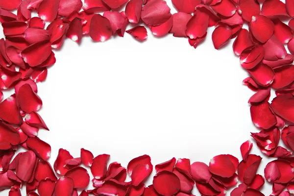 红色的玫瑰花瓣，白色背景上的框架。情人节那天， 免版税图库图片