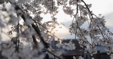 Kyoto 'daki Kiraz Çiçeği