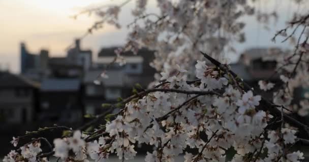 Άνθος Κερασιάς Στο Κιότο — Αρχείο Βίντεο