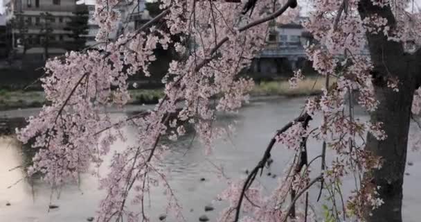 Die Kirschblüte Kyoto — Stockvideo