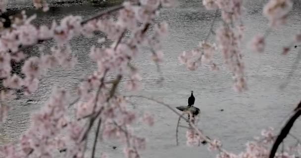 Flor Cerezo Kyoto — Vídeos de Stock