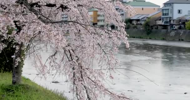 Paras Kirsikankukka Kiotossa — kuvapankkivideo
