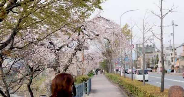 Den Bästa Körsbärsblomman Kyoto — Stockvideo