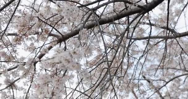 Kyoto Nun Kiraz Çiçeği — Stok video