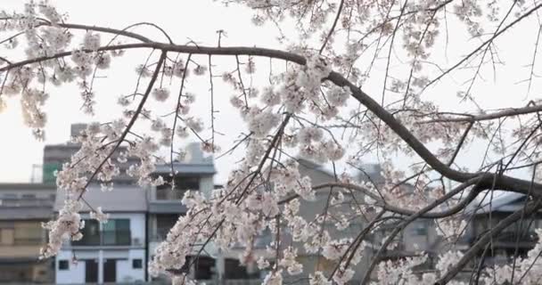 Den Bästa Körsbärsblomman Kyoto — Stockvideo