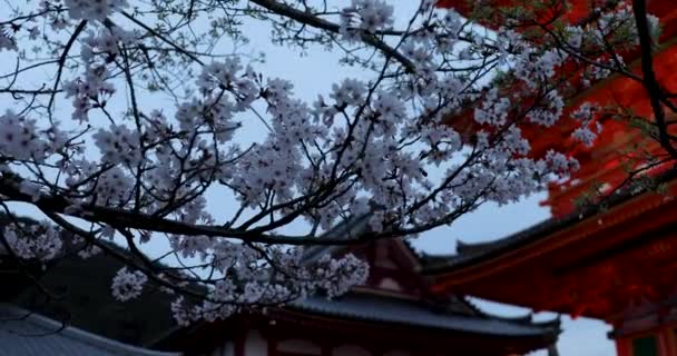 Kyoto Nun Noktaları — Stok video