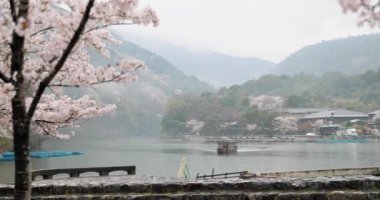 Kyoto 'daki Kiraz Çiçeği