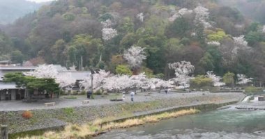 Kyoto 'daki Kiraz Çiçeği