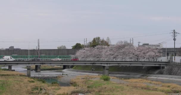 Mejor Flor Cerezo Kyoto — Vídeos de Stock