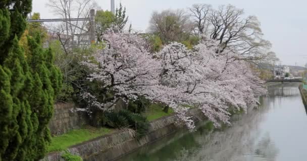 Mejor Flor Cerezo Kyoto — Vídeos de Stock